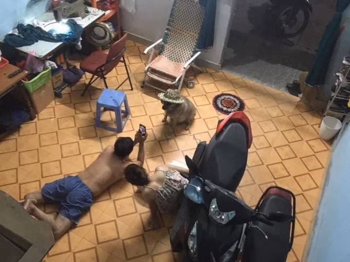 Thế nhưng, tình thế cũng có thể đảo lộn hoàn toàn khi những bậc phụ huynh nhận ra điểm đáng yêu từ chó mèo và có cái nhìn thiện cảm hơn về chúng.