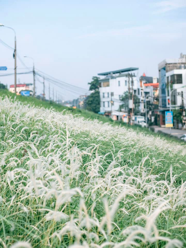 Những bông lau mộc mạc, mang dáng vẻ đồng nội, mong manh trước gió khi cùng bừng nở, phủ trắng cả bãi bồi dọc bờ sông lại trở thành “tuyệt phẩm” của thiên nhiên, đem đến sự bình yên cho du khách mỗi lần đến du lịch Hà Nội.