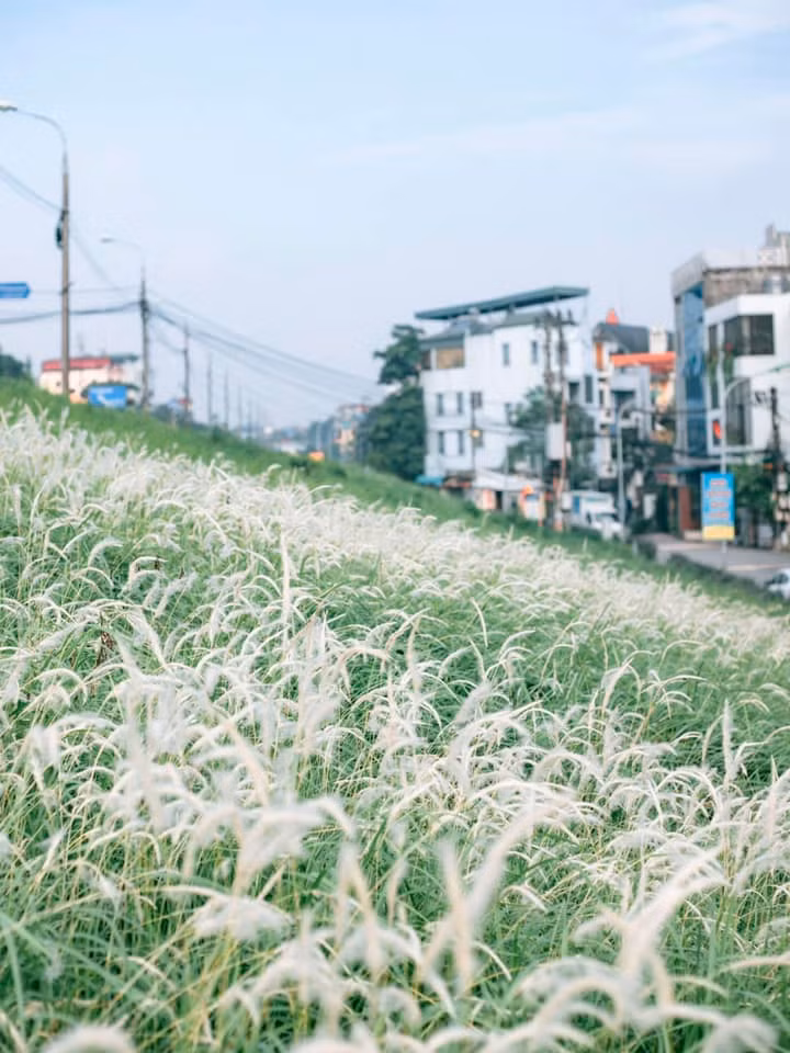 Những bông lau mộc mạc, mang dáng vẻ đồng nội, mong manh trước gió khi cùng bừng nở, phủ trắng cả bãi bồi dọc bờ sông lại trở thành “tuyệt phẩm” của thiên nhiên, đem đến sự bình yên cho du khách mỗi lần đến du lịch Hà Nội.