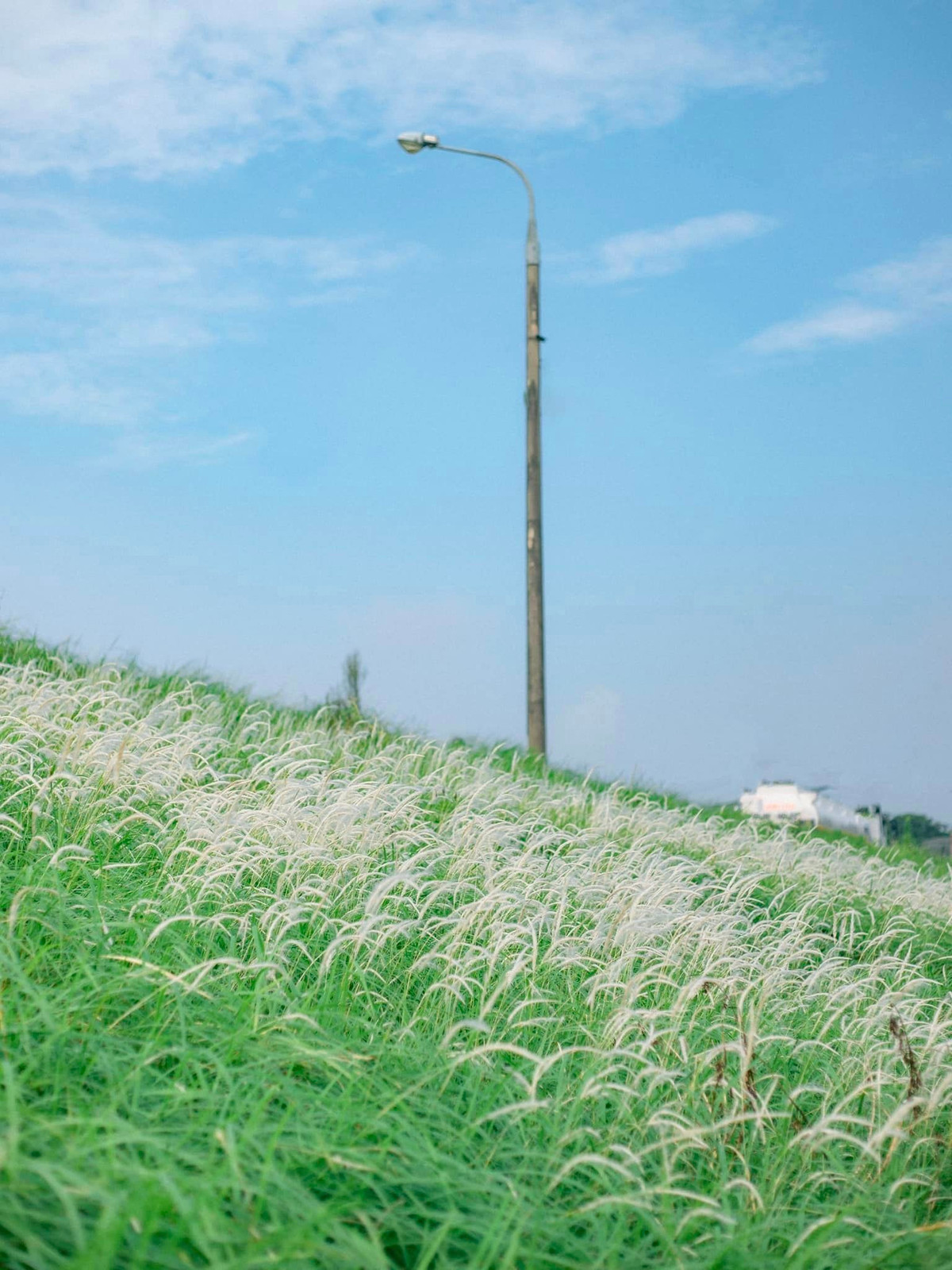 Với chiều dài 4km, đê cỏ lau Ngọc Thụy có hai bên triền đê những bờ cỏ mọc xanh tốt. Ở ngay giữa đê được dựng thêm cầu thang bằng bê tông nhằm phục vụ nhu cầu đi lại, di chuyển.