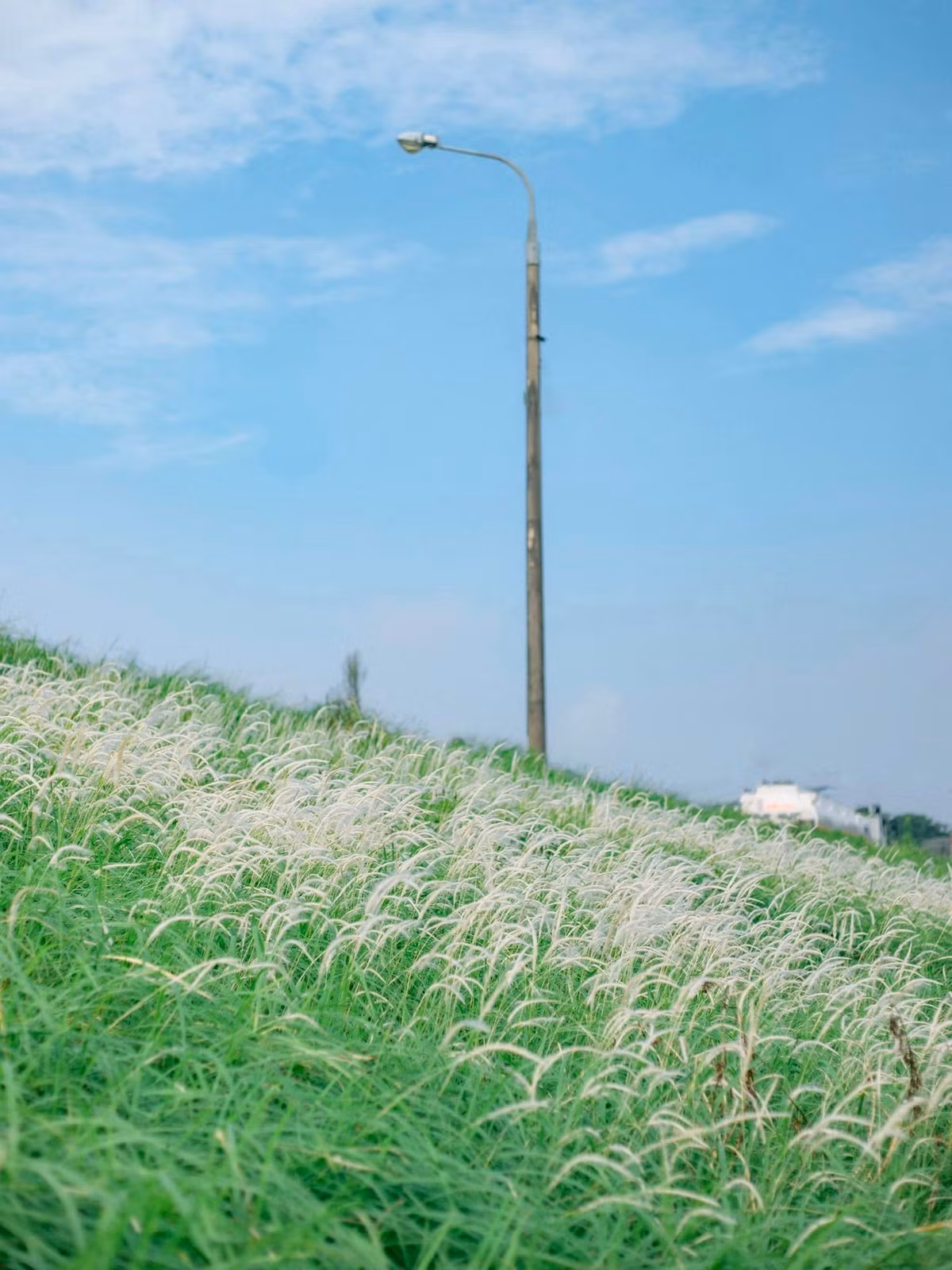 Với chiều dài 4km, đê cỏ lau Ngọc Thụy có hai bên triền đê những bờ cỏ mọc xanh tốt. Ở ngay giữa đê được dựng thêm cầu thang bằng bê tông nhằm phục vụ nhu cầu đi lại, di chuyển.