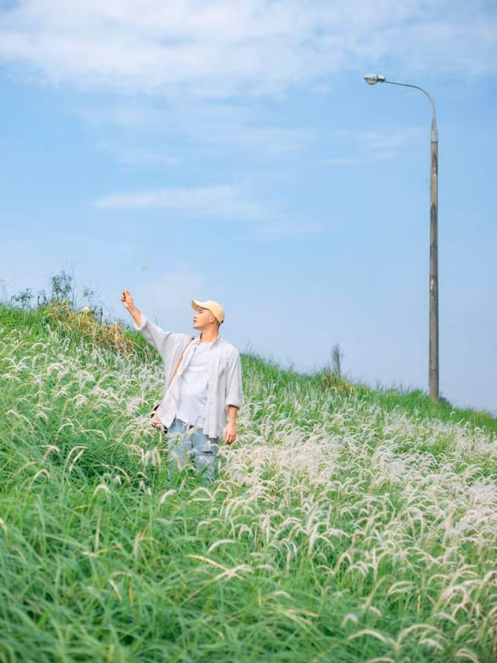 Giống như một loài hoa báo đông, hoa lau chỉ nở rộ lúc gió mùa len lỏi tràn về Thủ đô.