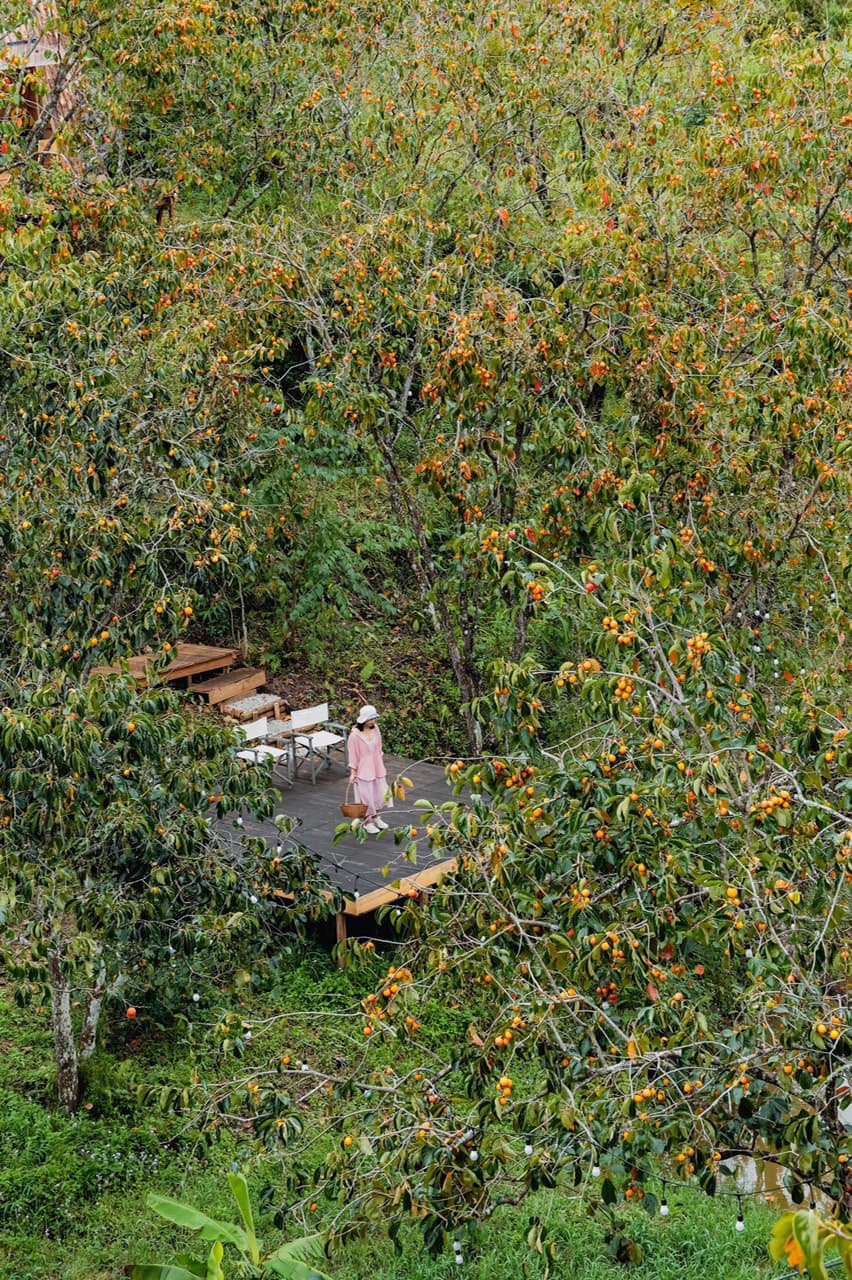 Hiện tại, những cây hồng trong vườn bắt đầu chín, ngả vàng giữa những tán cây xanh. Ảnh: Tiệm cà phê Nhà Lạc