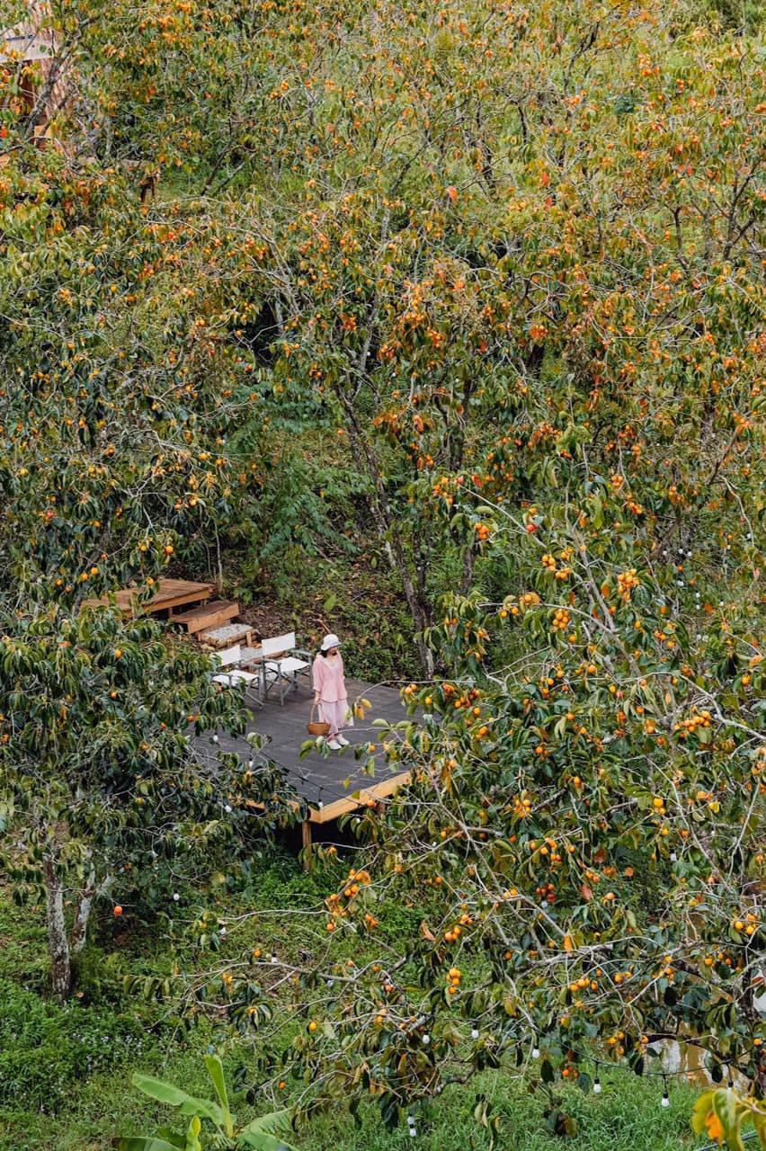 Hiện tại, những cây hồng trong vườn bắt đầu chín, ngả vàng giữa những tán cây xanh. Ảnh: Tiệm cà phê Nhà Lạc