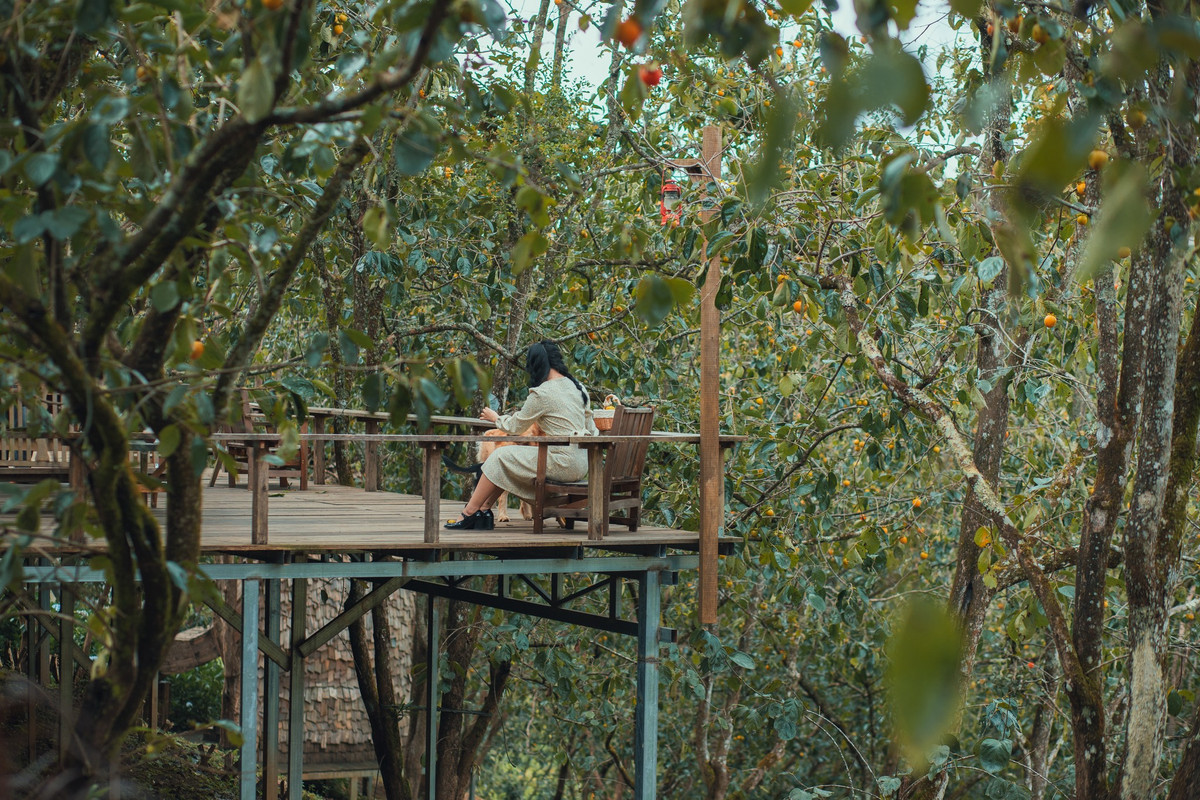 Quán cà phê trong vườn hồng này nằm cách trung tâm thành phố khoảng 30 phút chạy xe. Từ đầu tháng 10, hồng tại vườn bắt đầu vào mùa chín mọng, thu hút đông khách đến chụp hình, hái quả. Ảnh: Tiệm Cà Phê Vườn Hồng Nhà Tom