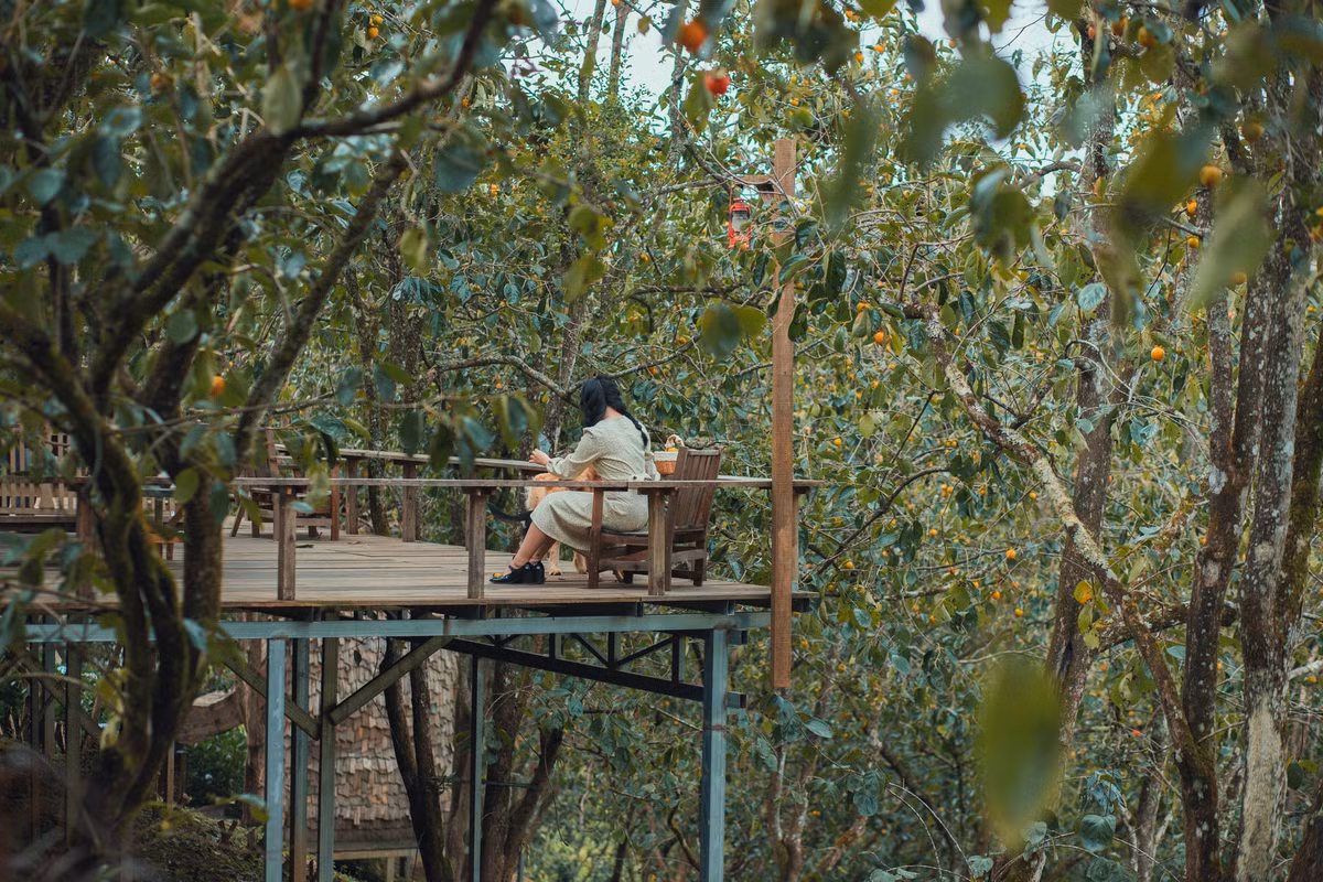 Quán cà phê trong vườn hồng này nằm cách trung tâm thành phố khoảng 30 phút chạy xe. Từ đầu tháng 10, hồng tại vườn bắt đầu vào mùa chín mọng, thu hút đông khách đến chụp hình, hái quả. Ảnh: Tiệm Cà Phê Vườn Hồng Nhà Tom