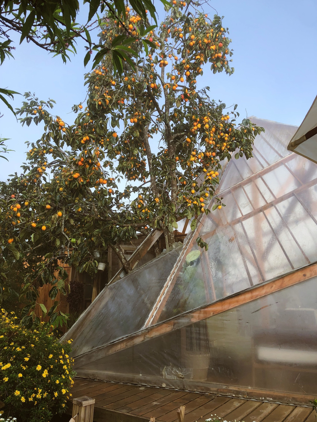 Dù nằm trong hẻm, địa điểm này luôn chào đón đông đảo giới trẻ ghé thăm. Tới đây, bạn có thể đứng dưới những tán hồng để chụp hình. Ảnh: Tiệm cà phê Túi Mơ To