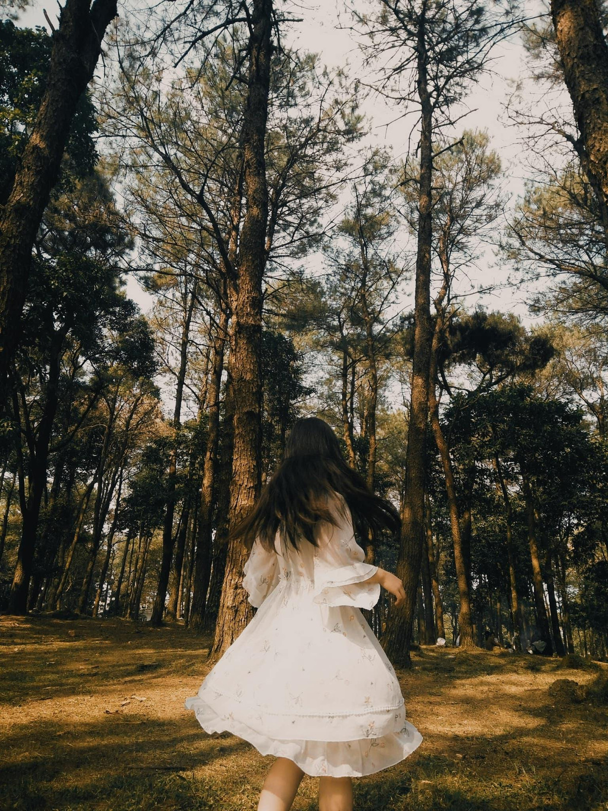 Đồi dã quỳ tại Ba Vì có diện tích hơn 10ha, đến mùa hoa du khách đến vô cùng đông, nhất là những ngày cuối tuần. Ảnh: Nhật Lệ