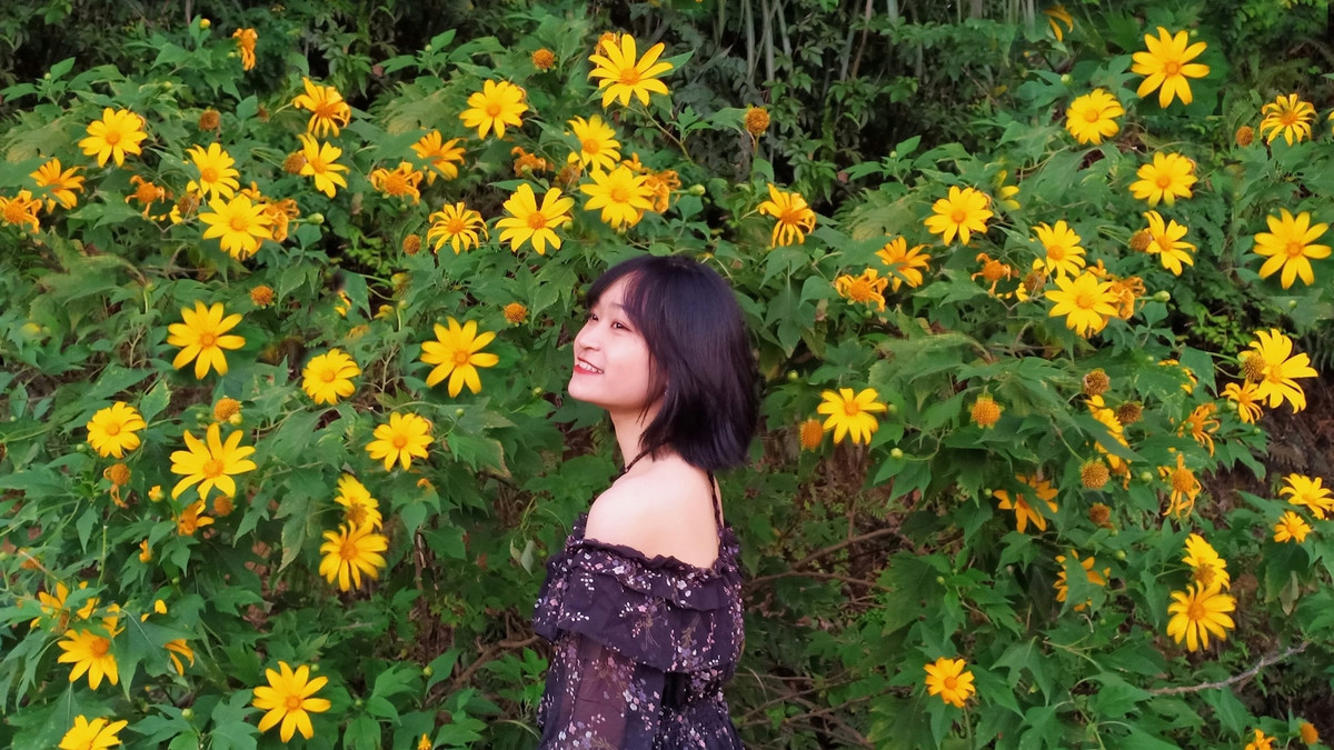 Hoa dã quỳ tuy không lớn như hướng dương nhưng do mọc thành bụi nên khi hoa bung nở đã tạo nên một thảm vàng rực rỡ. Ảnh: Lan Anh