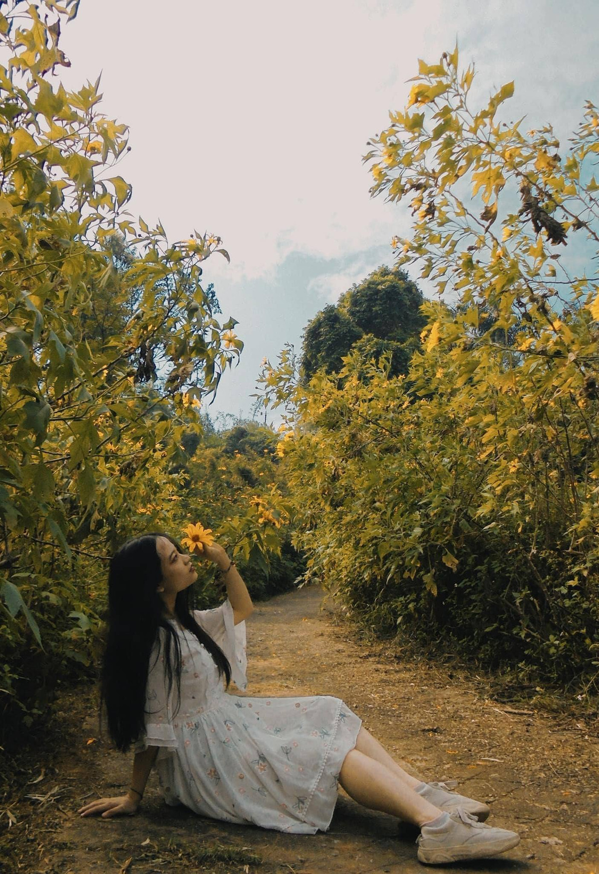 Trong tiết trời se lạnh, nắng nhẹ, ngắm những bông hoa dã quỳ trải màu vàng rực rỡ trên những sườn núi Ba Vì quả thực là thú vị. Ảnh: Nhật Lệ