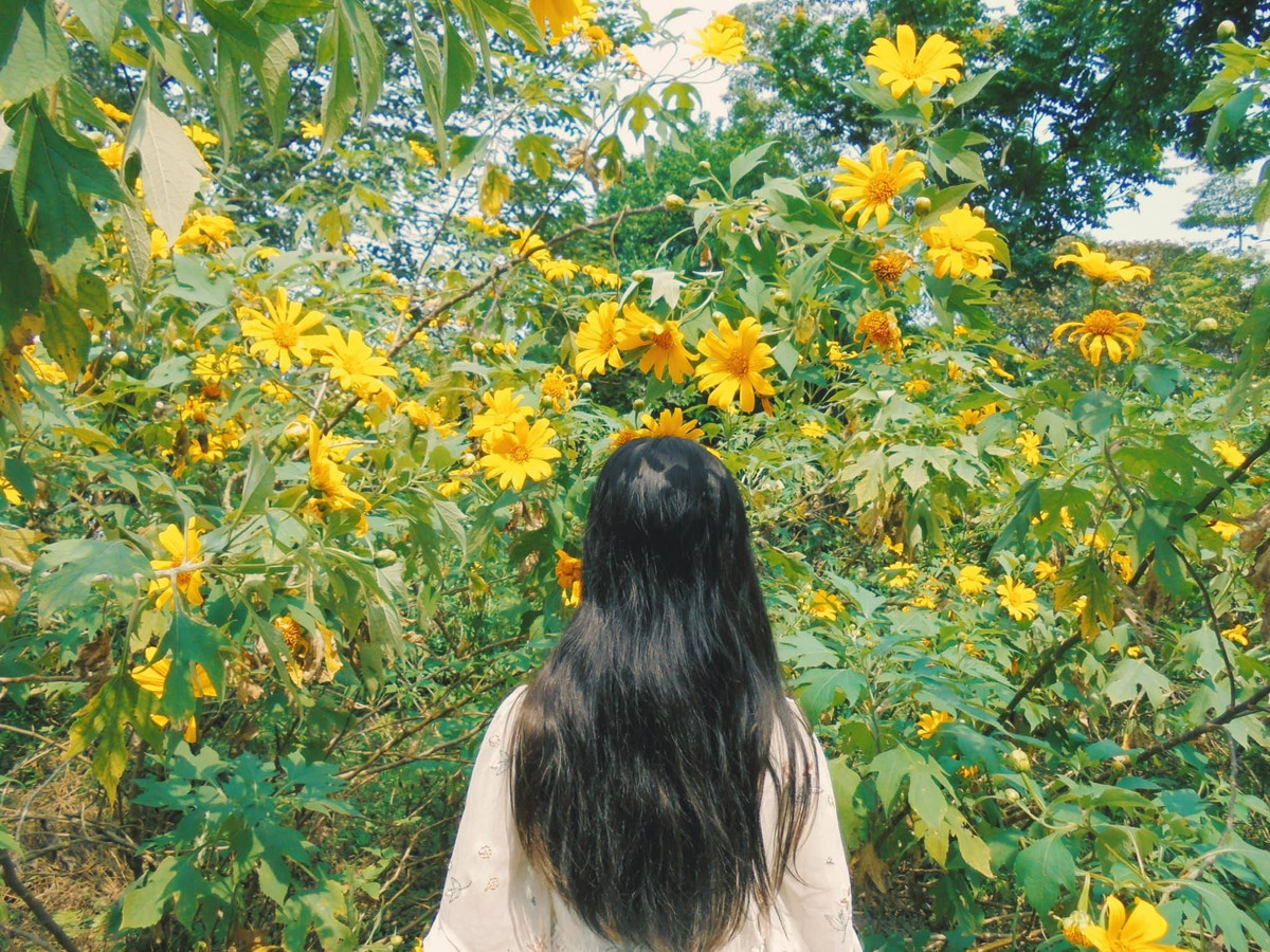 Dã quỳ tại vườn quốc gia Ba Vì thường ra hoa vào khoảng tháng 10 - 11 hàng năm. Màu vàng rực rỡ của rừng hoa trở thành đặc trưng thu hút nhiều du khách đến vườn vào thời gian này. Ảnh: Nhật Lệ