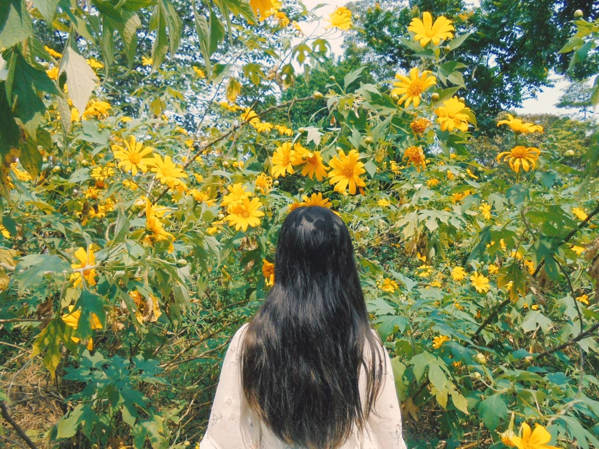 Dã quỳ tại vườn quốc gia Ba Vì thường ra hoa vào khoảng tháng 10 - 11 hàng năm. Màu vàng rực rỡ của rừng hoa trở thành đặc trưng thu hút nhiều du khách đến vườn vào thời gian này. Ảnh: Nhật Lệ