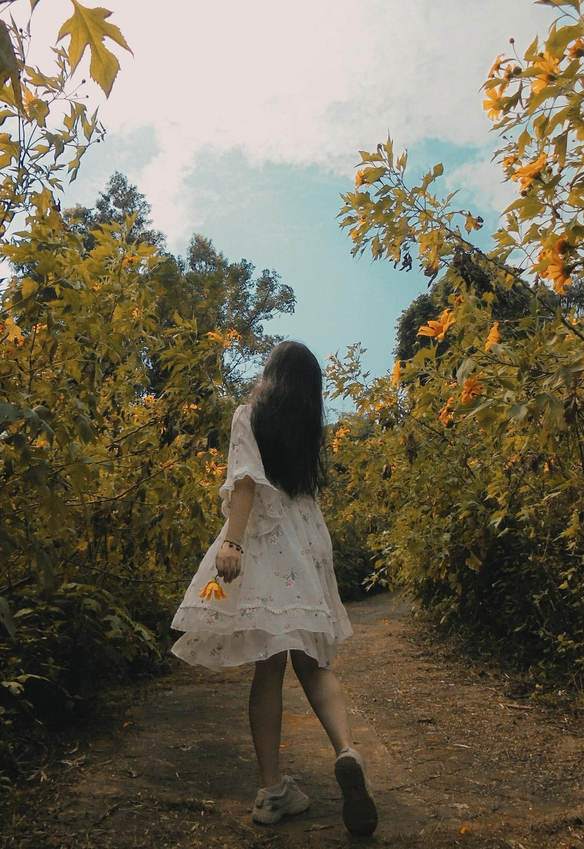 Mùa hoa dã quỳ kéo dài khoảng một tháng và đẹp nhất trong 2 tuần, khi hoa nở rộ. Ảnh: Nhật Lệ