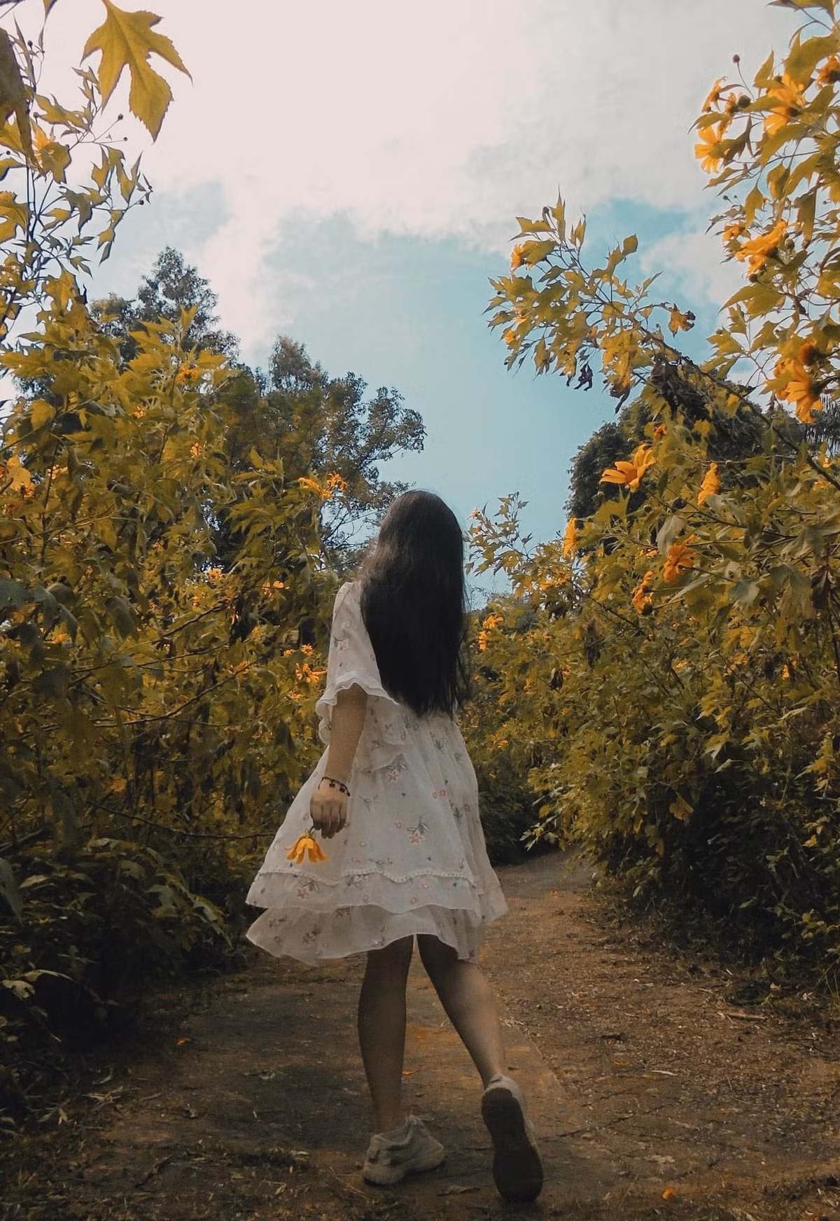 Mùa hoa dã quỳ kéo dài khoảng một tháng và đẹp nhất trong 2 tuần, khi hoa nở rộ. Ảnh: Nhật Lệ