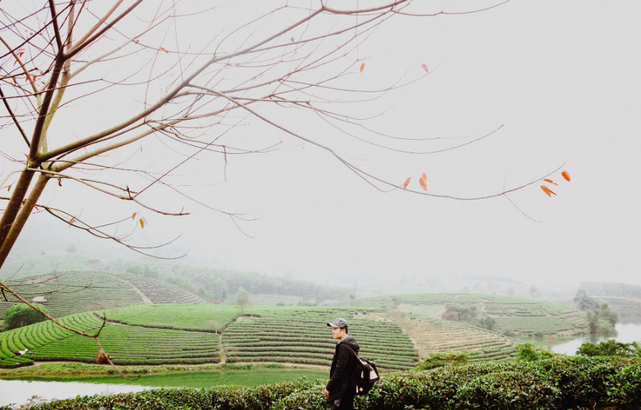 Một trong những đồi chè khác cũng được quan tâm không kém là đồi chè Thanh Chương, Nghệ An. Ảnh: Cáp Lộc Hàn Vũ
