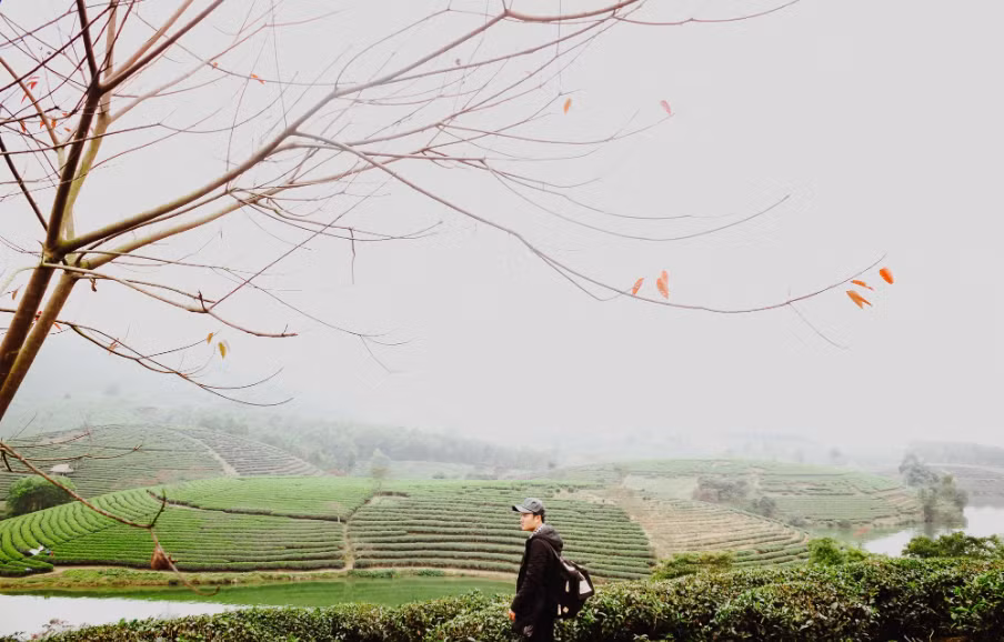Một trong những đồi chè khác cũng được quan tâm không kém là đồi chè Thanh Chương, Nghệ An. Ảnh: Cáp Lộc Hàn Vũ