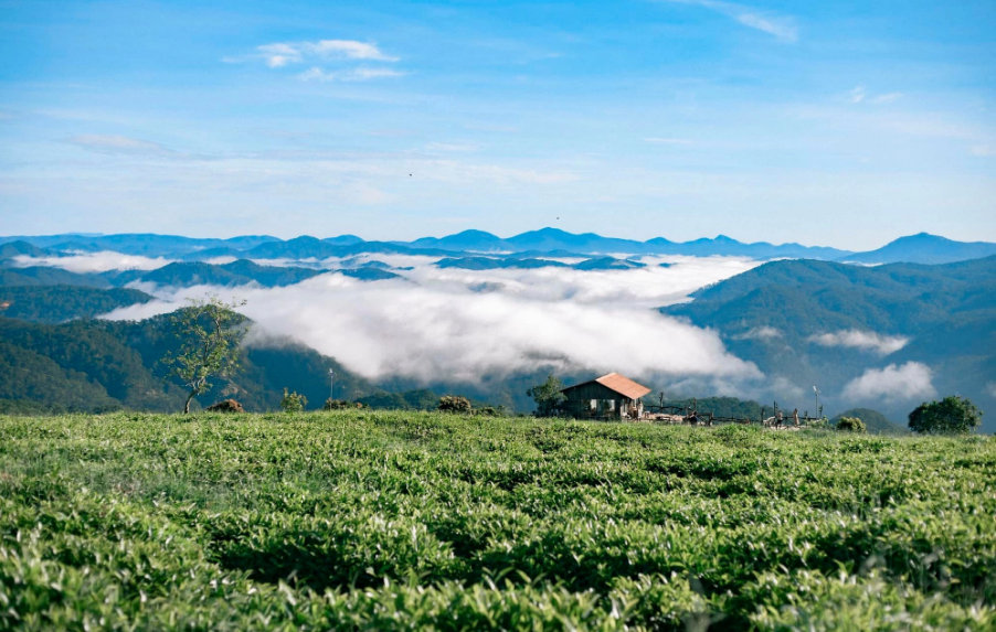 Đến Đà Lạt check in đồi chè các bạn sẽ có được những bức ảnh đẹp như trong phim. Ảnh: Blog của Rọt