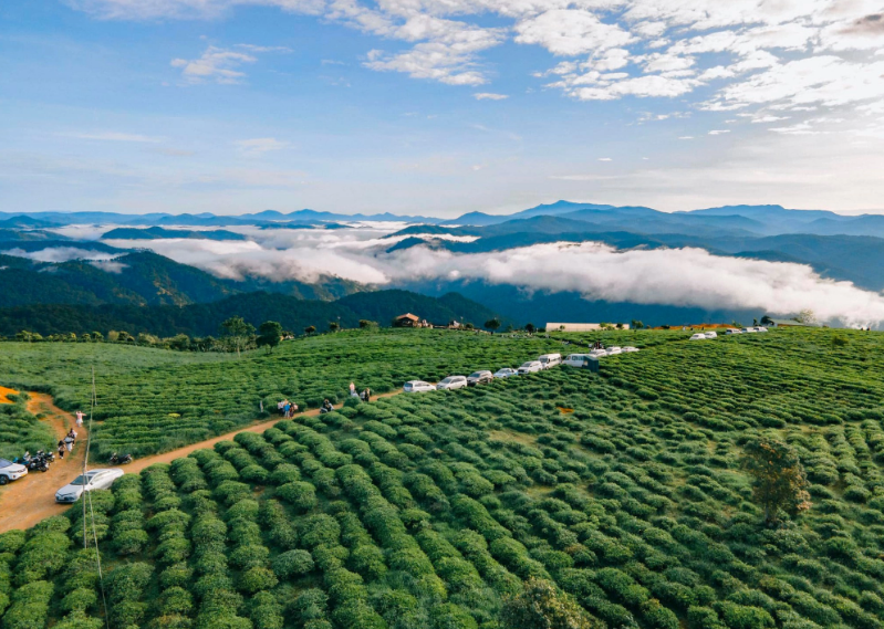 Đồi chè Long Cốc, Phú Thọ cũng thuộc những đồi chè sở hữu cảnh đẹp tựa như phim. Ảnh: Tiến Bùi