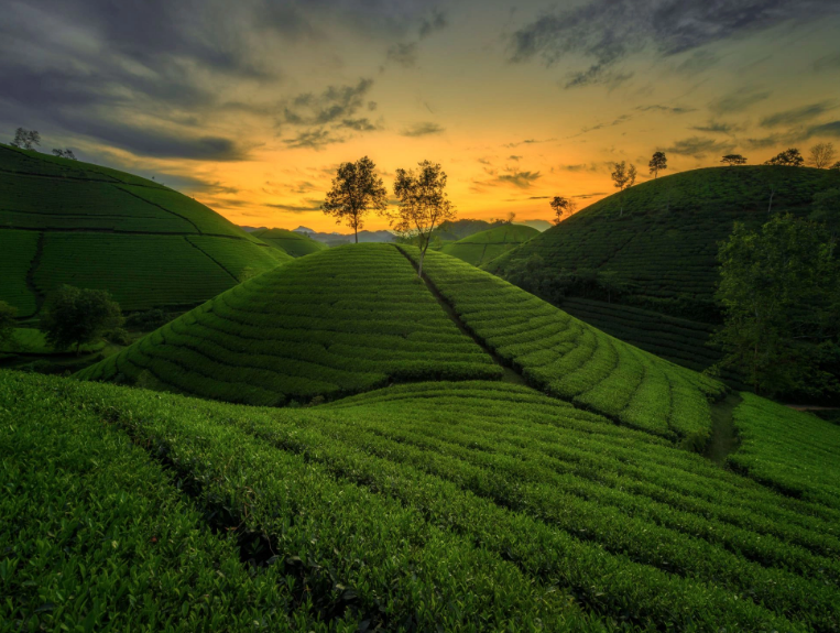 Nơi đây còn được ví như "vịnh Hạ Long" trên cạn với những ốc đảo chè xanh nằm uốn lượn theo triền núi, nhấp nhô bát ngát nối tiếp nhau như đến tận chân trời. Ảnh: Tiến Bùi