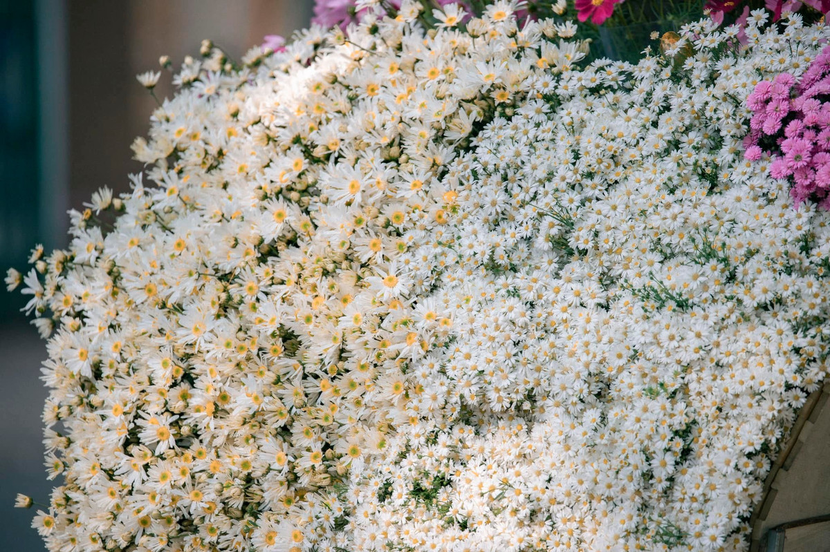 Những ngày gần đây trên phố Hà Nội bắt đầu xuất hiện gánh hoa chở đầy cúc họa mi đầu đông khiến không ít người mê mẩn, xao xuyến.