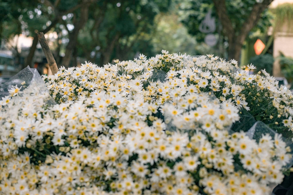 Nhiều người yêu cúc họa mi bởi màu trắng tinh khiết của loài hoa này.