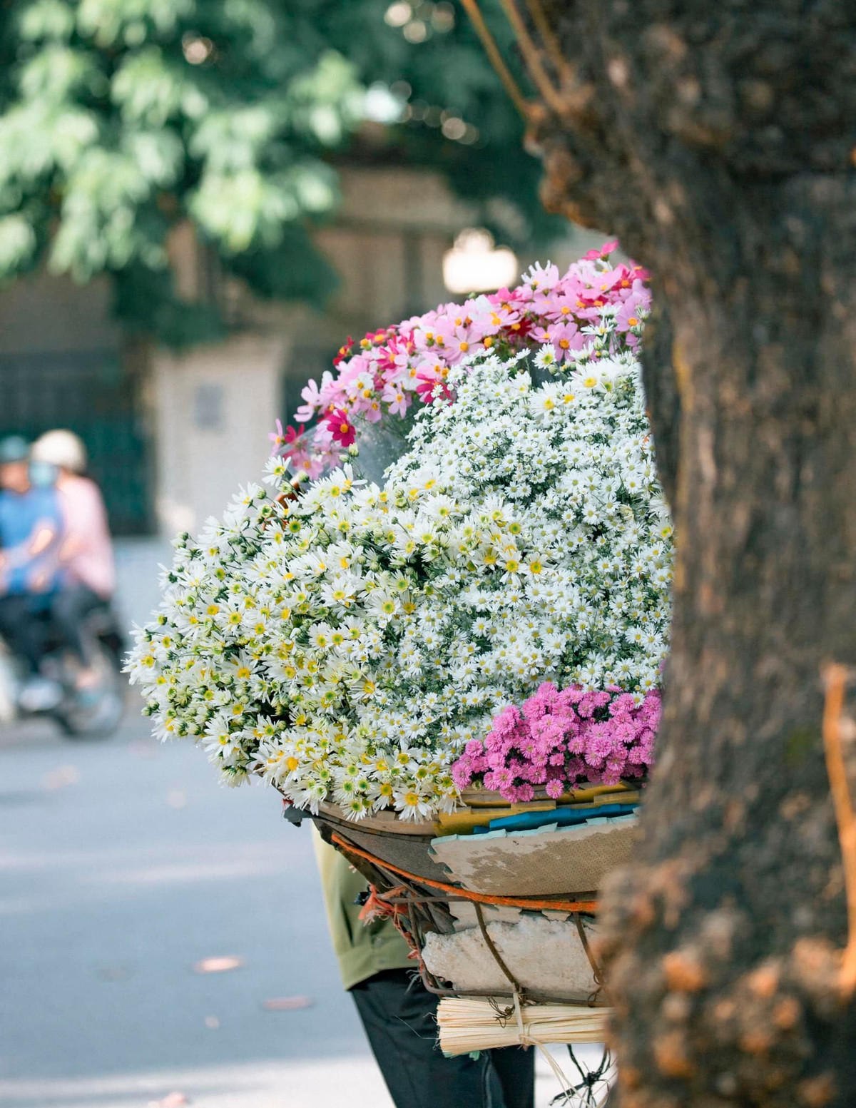 Những ngày tháng 11 chớm đông này, không khó bắt gặp những gánh xe cũ kỹ chở đẩy cúc họa mi trên phố phường Thủ đô. Ảnh: Bùi Ngọc Công