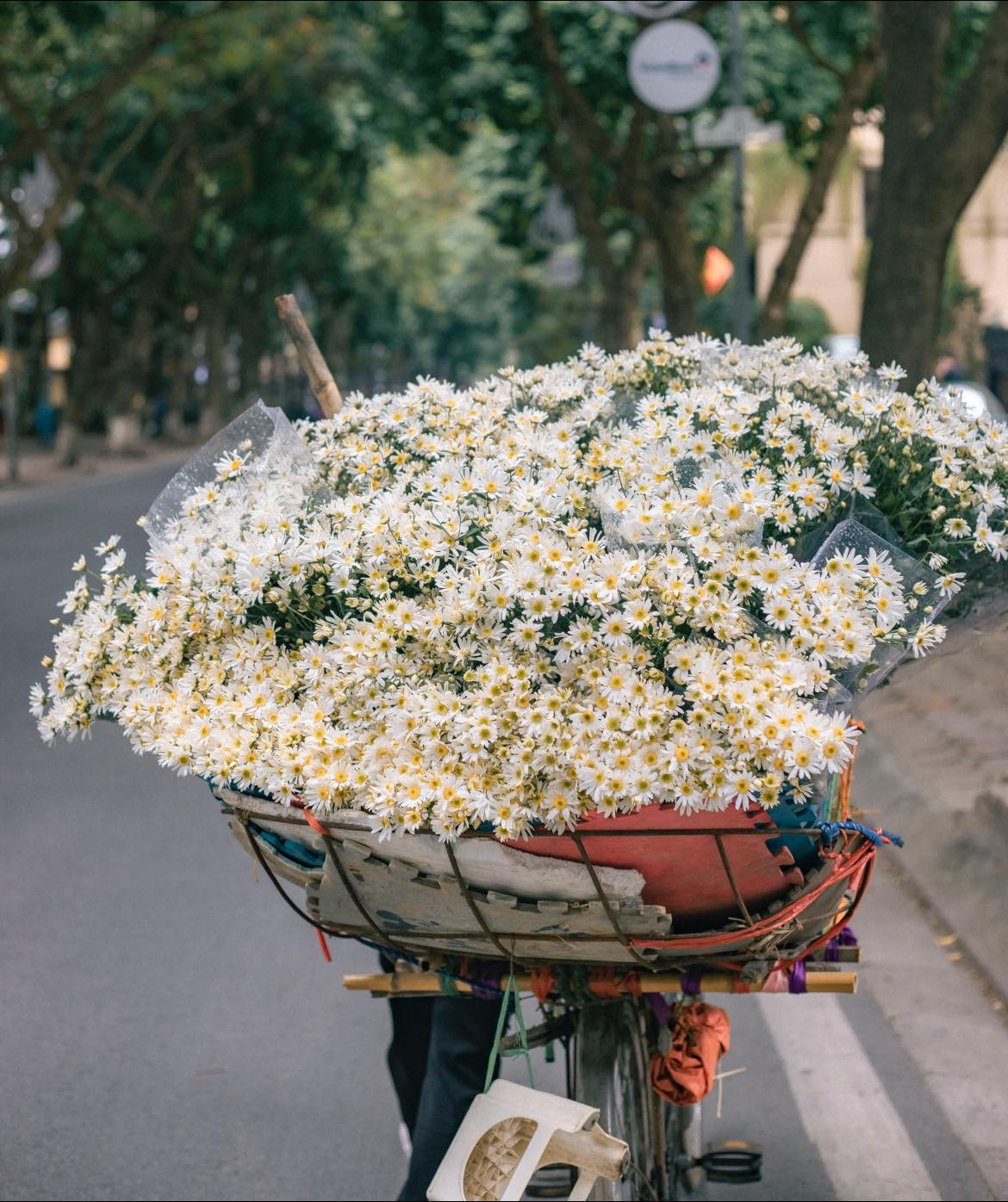 Thời điểm mùa thu cùng sự xuất hiện của loài hoa này rất thích hợp để các bạn trẻ chụp ảnh cúc họa mi.