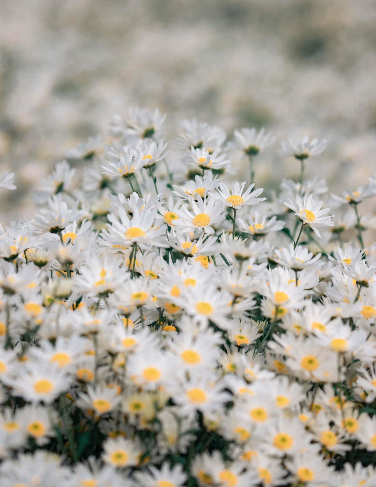 Người mua cũng nhanh chóng mang chúng về nhà, loài hoa sớm nở chóng tàn này nhưng chưa bao giờ kém thu hút bởi sắc trắng thuần khiết, tinh khôi.