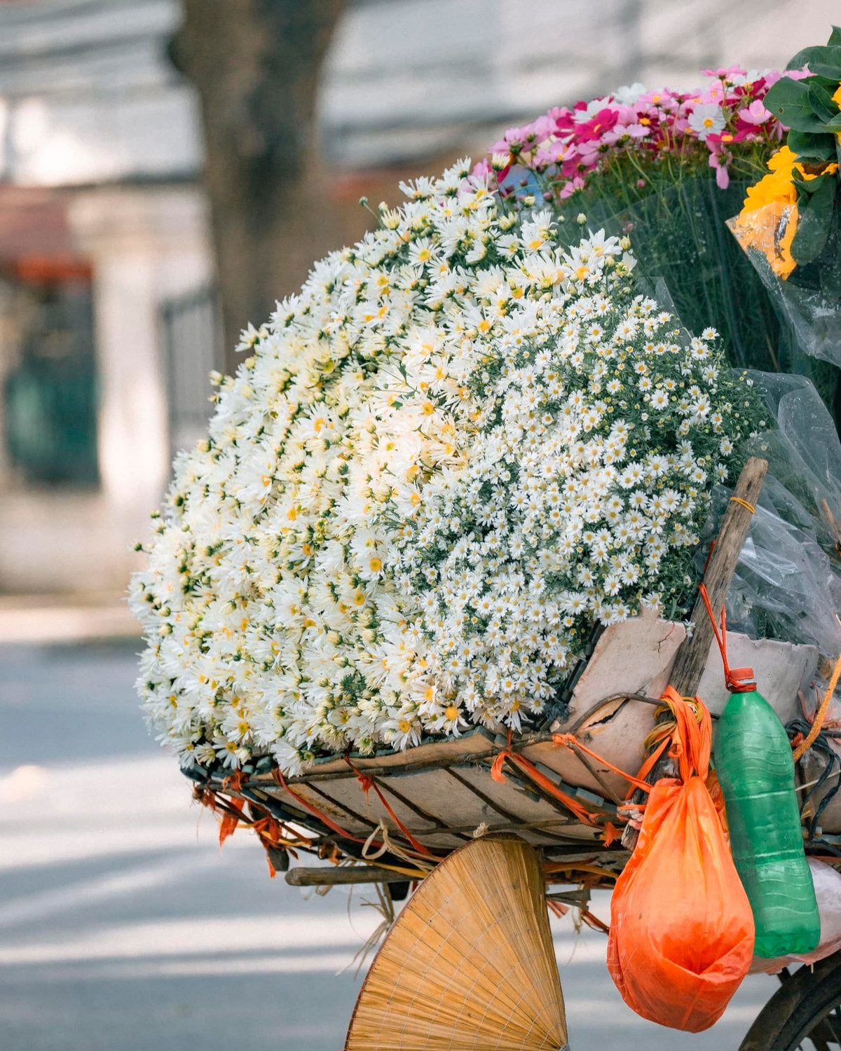 Đến hẹn lại lên, cứ đến tháng 11, cúc họa mi lại khiến người dân Hà thành xao xuyến, gọi tên, săn đón ở khắp mọi nơi.