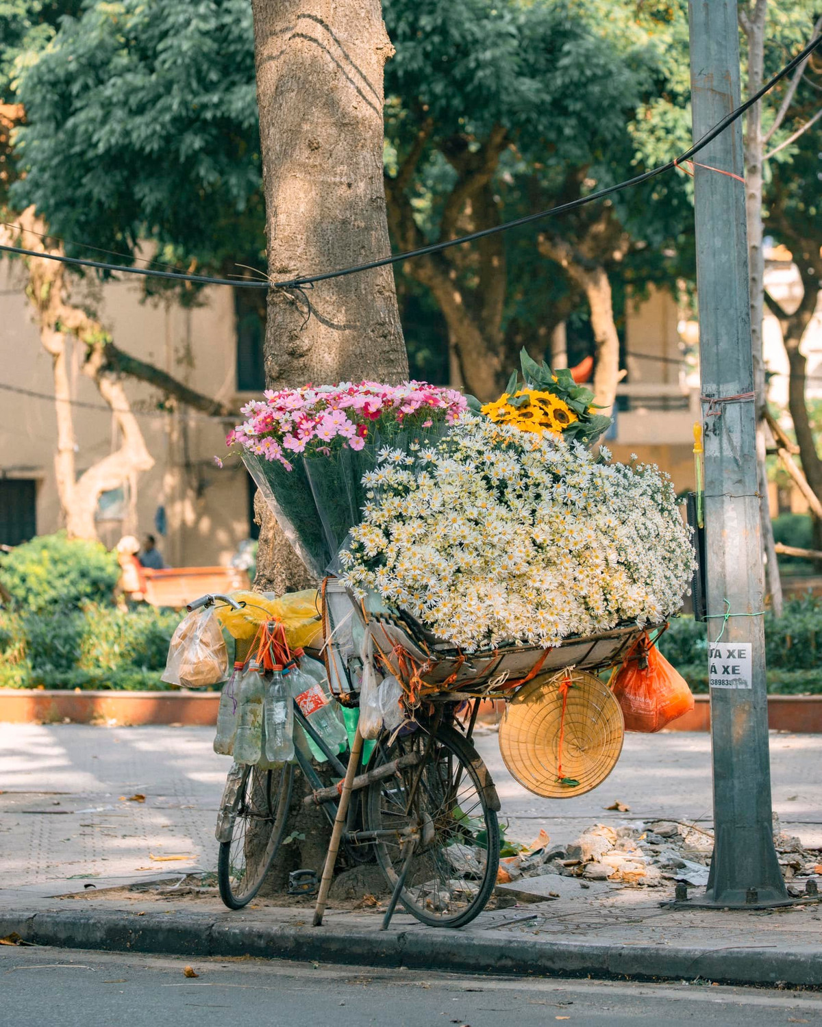 Dù chỉ mới chớm vài ba bó nhưng thấy họa mi là thấy đông sắp về.
