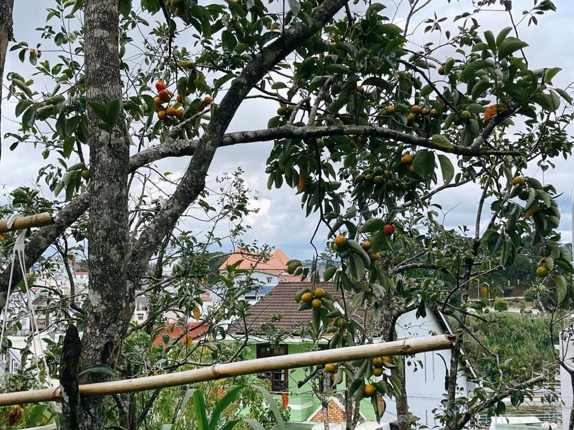 Hơn thế nữa quán cà phê này còn chuẩn bị sẵn đĩa để khách hàng có thể tiện thưởng thức hồng chín nữa. Ảnh: NEAR Coffee Đà Lạt