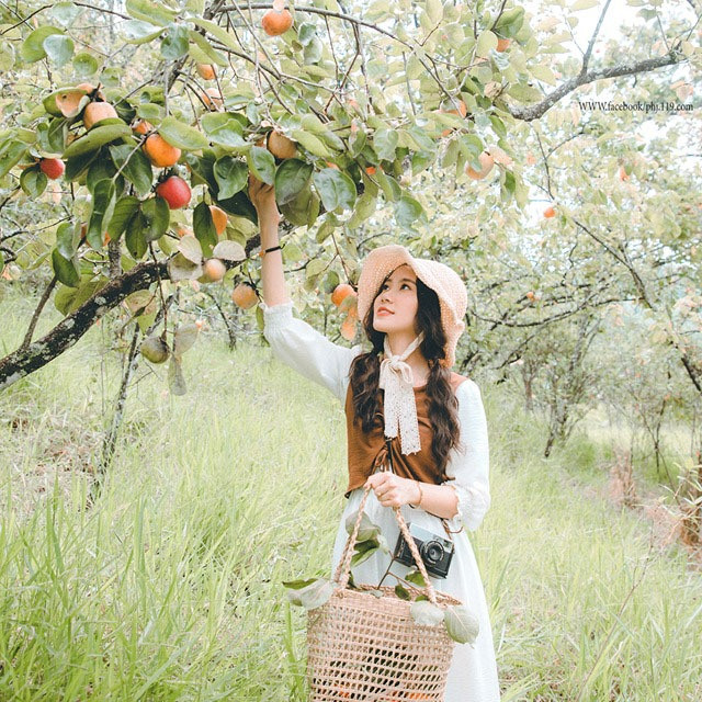 Mùa hồng Đà Lạt là điều thu hút khách du lịch đến nơi đây vào thời điểm này, những ngày hồng chín rộ, đâu đâu bạn cũng có thể thấy hồng hay những món ăn được làm từ loại quả này.