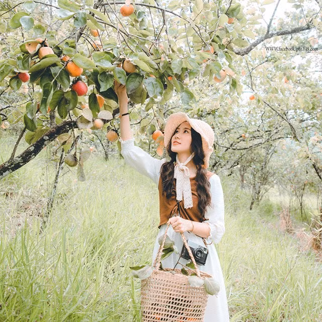 Mùa hồng Đà Lạt là điều thu hút khách du lịch đến nơi đây vào thời điểm này, những ngày hồng chín rộ, đâu đâu bạn cũng có thể thấy hồng hay những món ăn được làm từ loại quả này.