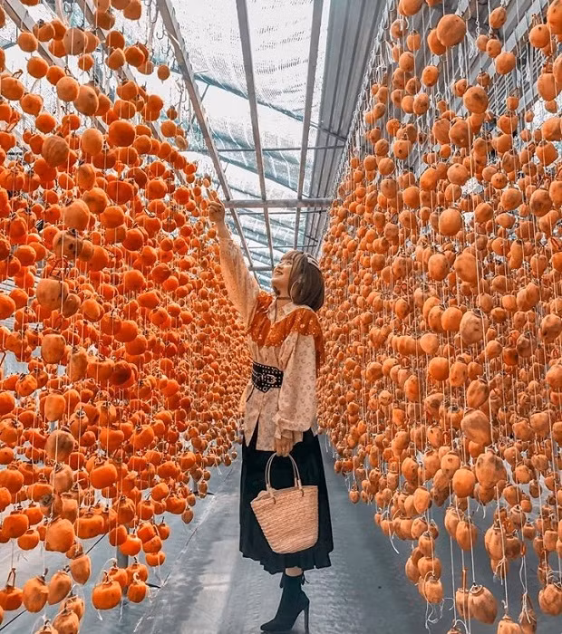 Đi Đà Lạt vào mùa này, khách du lịch có thể chọn mua hồng ở bất cứ đâu để làm quà, hồng tươi, hồng dẻo, mứt hồng...để làm quà mang về. Ảnh: Tổng hợp