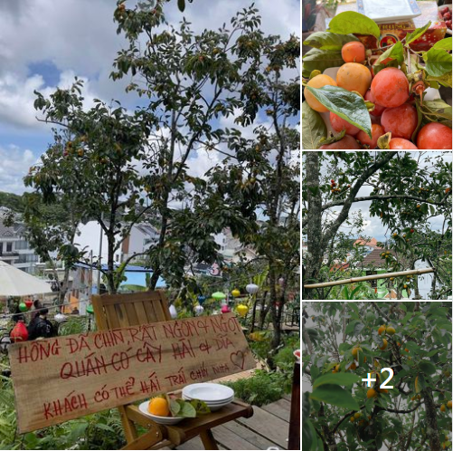 Mới đây trên MXH xuất hiện những hình ảnh khiến netizen ấm lòng. Cụ thể một quán cà phê Đà Lạt đã trưng biển mời khách hàng ăn hồng miễn phí. Ảnh: NEAR Coffee Đà Lạt