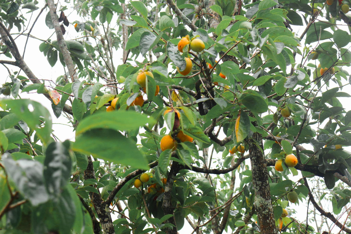 Thời điểm vào mùa hồng, loại quả này được trồng nhiều ở dọc hai bên đường đi đến đèo Mimosa, hay đường lên đồi chè Cầu Đất. Ảnh: NEAR Coffee Đà Lạt