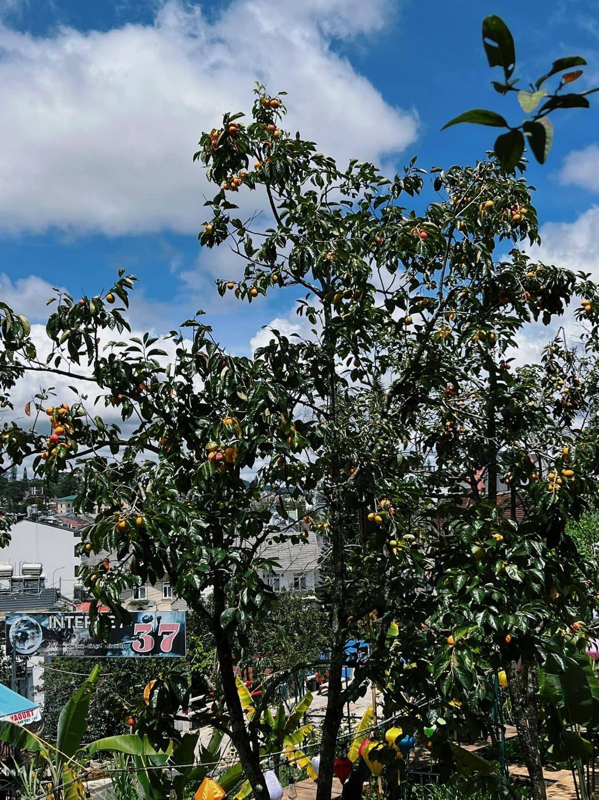 Chỉ cần đi ngang qua khu vực này thì bạn sẽ bị choáng ngợp trước sắc cam rực rỡ của một rừng hồng đang chờ tới ngày thu hoạch. Ảnh: NEAR Coffee Đà Lạt