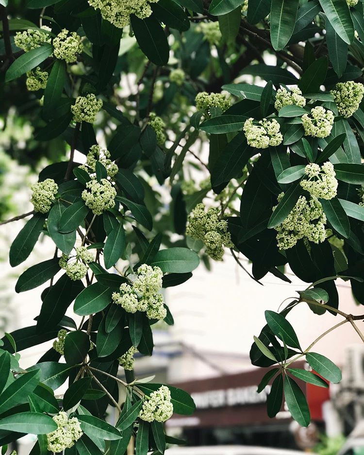 Hoa sữa Hà Nội nở nhiều trên các tuyến phố, màu sắc và mùi hương không lẫn vào đâu được của loài hoa này đã thu hút giới trẻ đến ngắm và check in.