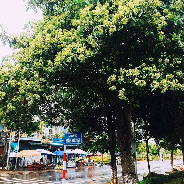 Đường Hoàng Quốc Việt cũng là nơi có nhiều cây hoa sữa, những bông hoa nhỏ, nở thành chùm, mùi thơm lan tỏa nhất là vào buổi tối. Ảnh: @vietnamtrips
