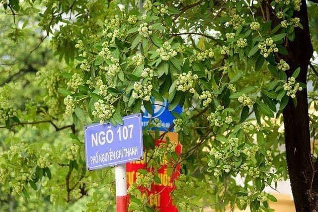 Là con đường nổi danh bởi cái tên “nồng nàn hoa sữa”, đường Nguyễn Chí Thanh đã không còn xa lạ đối với người dân nơi đây. Ảnh: Sưu tầm