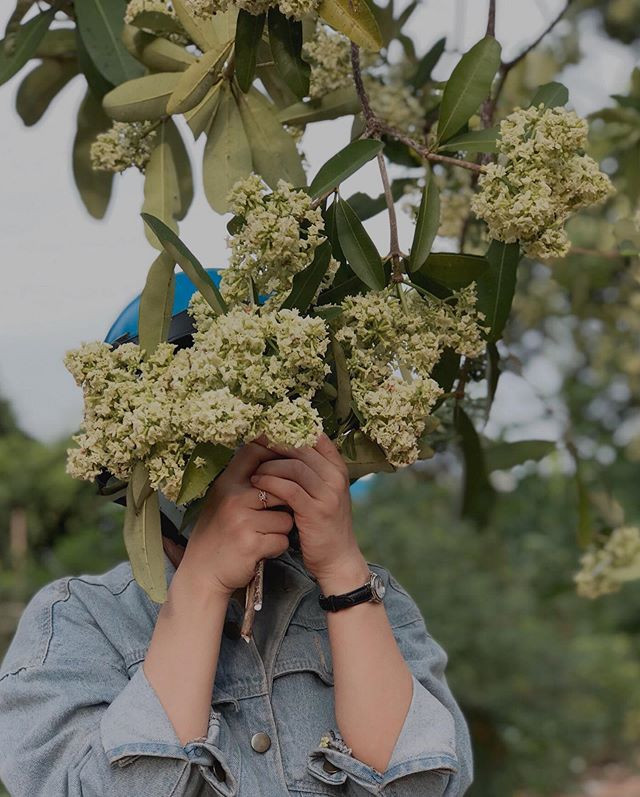 Những con phố tràn ngập hoa sữa này chắc chắn sẽ là nguồn cảm hứng đem đến những bộ ảnh đậm chất nghệ thuật có sự góp mặt của cái tên “hoa sữa” - thương hiệu của Hà Nội. Ảnh: @ntklynh