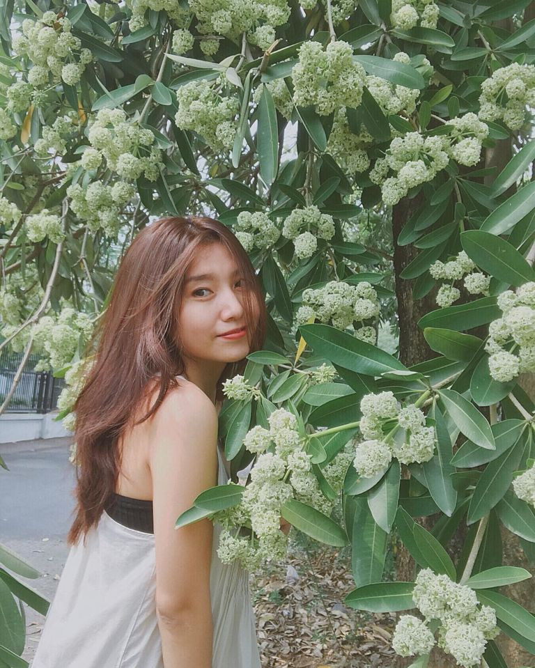  Hoa sữa thường nở vào những ngày tháng 9, khi Hà Nội trở mình sang thu. Chính vì vậy, không thể phủ nhận rằng hoa sữa vẫn luôn là một điều gì đó khiến lòng người nhớ về mùa thu Hà Nội.