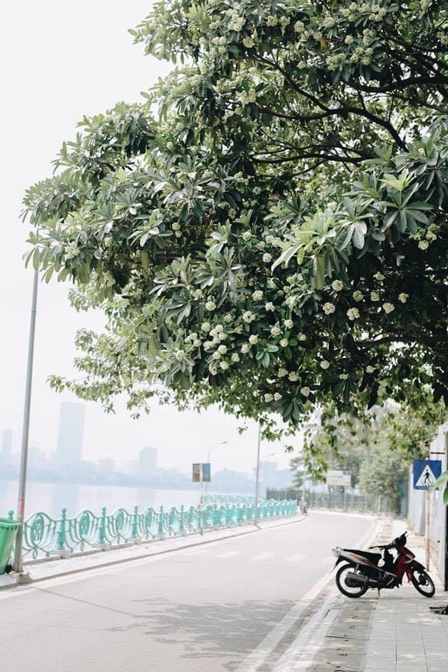 Một địa check in siêu đẹp mà nhất định team hoa sữa chắc hẳn ai cũng biết là những con đường quanh Hồ Tây. Ảnh: Sưu tầm