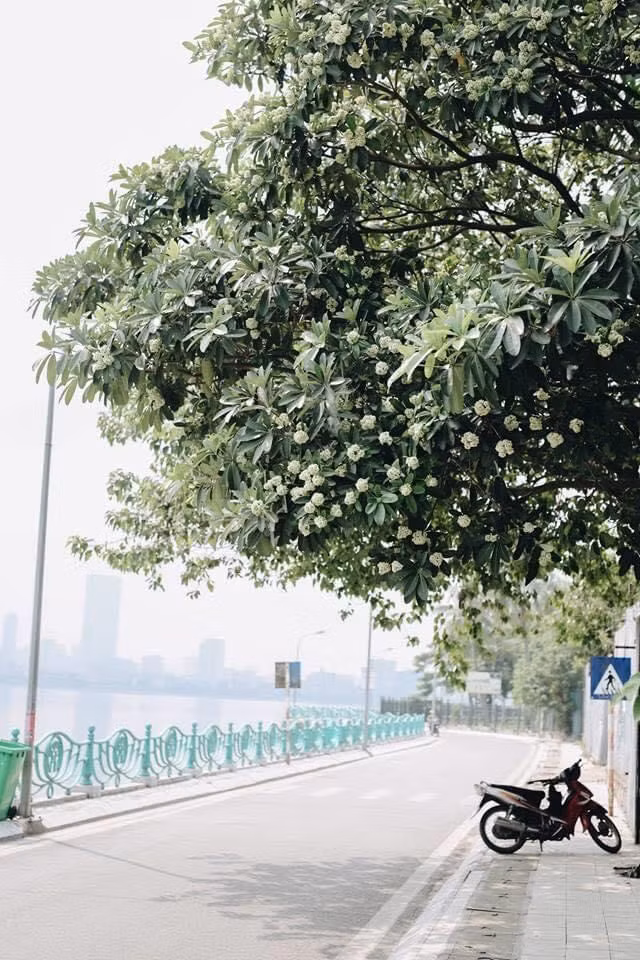 Một địa check in siêu đẹp mà nhất định team hoa sữa chắc hẳn ai cũng biết là những con đường quanh Hồ Tây. Ảnh: Sưu tầm