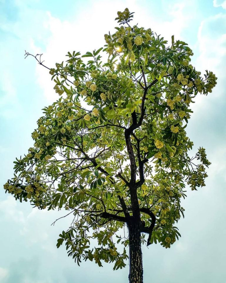 Nói tới những địa điểm chụp hoa sữa đẹp nhất Hà Nội, không thể bỏ qua con phố Nguyễn Du. Mỗi lần đi ngang qua phố này, chẳng cần phải đứng dưới gốc cây sữa già, bạn cũng có thể ngửi thấy mùi thơm thoang thoảng khắp nơi. Ảnh: Sưu tầm