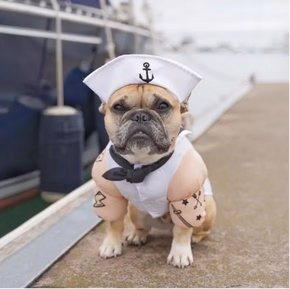 Không thể phủ nhận, một khi các thú cưng biến hình thì còn "cool ngầu" và chất hơn cả "sen".