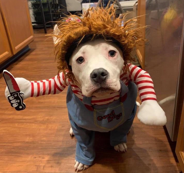 Đối với những ai nuôi các thú cưng bình thường và phổ thông như chó hoặc mèo, việc hóa trang là điều xảy ra thường xuyên.