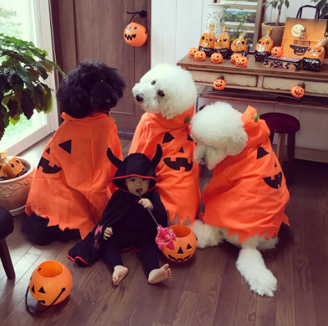 Các bộ trang phục Halloween dành cho thú cưng thường chỉ mang tính chất vui mắt, ngộ nghĩnh, chứ không có quá nhiều yếu tố kinh dị. Ảnh: Tổng hợp