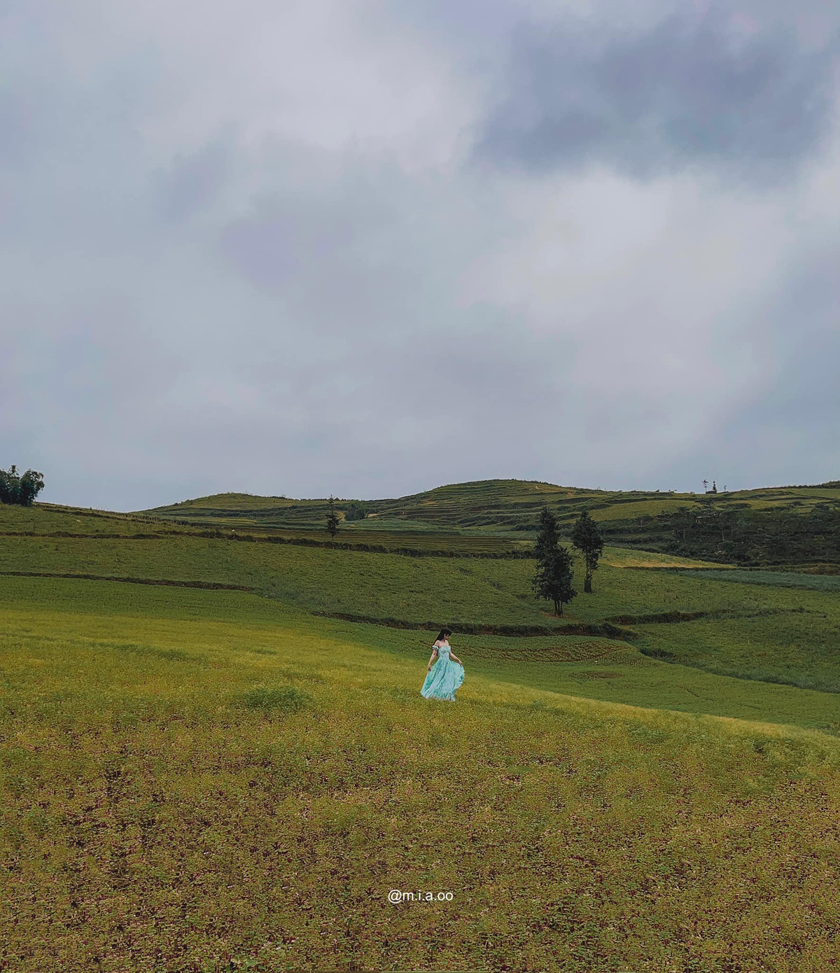 Trên đèo Khau Phạ, đồi Mâm Xôi, xã La Pán Tẩn cũng là địa điểm được người dân trồng hoa tam giác mạch. Ảnh: Hoàng Minh Thương