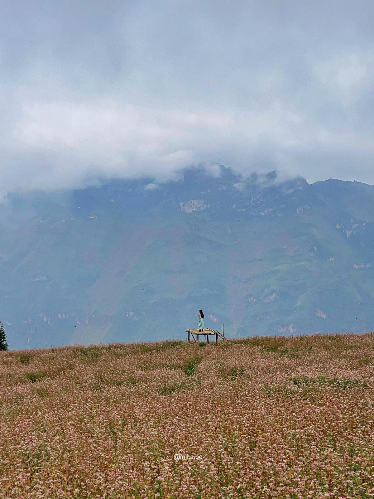 Ở Hà Giang có nhiều địa điểm mà bạn có thể ngắm hoa tam giác mạch như Quản Bạ, Yên Minh đến Mèo Vạc, Đồng Văn. Tùy từng địa điểm sẽ được miễn phí, có địa điểm thì thu phí với giá từ 10.000 - 20.000 đồng/người. Ảnh: Hoàng Minh Thương